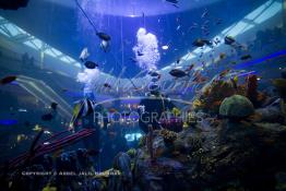 Image du Maroc Professionnelle de  Des hommes grenouilles s’activent au nettoyage du récif de corail de l’Aquadream, un aquarium massif de 1.000.000 L, conçu et construit par International Concept Management (ICM). Les visiteurs ont la possibilité de faire de la plongée sous-marine à l'intérieur de l'aquarium pour cela ils seront  accompagné par un instructeur professionnel, pour d’autre la possibilité de faire un tour à travers le centre pour découvrir environ 40 espèces différentes de poissons.  Située sur le Boulevard de la Corniche Boulevard de L'Océan Ain Diab, à Casablanca, Vendredi 16 Décembre 2011. (Photo / Abdeljalil Bounhar) 